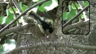 dans un arbre creux