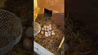 Passion from the heart 🫶 #urbanfarm #raisingchickens #fatherhood #egg #fresheggs