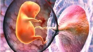 Placenta As An Organ | Placenta Formation | Placenta Function | Placenta Abnormalities👩&zwj;⚕️ | Lhv Lec