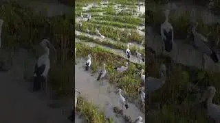 Most Beautiful Birds Collection in the World in 8K 4k ULTRA HD - #short viral video
