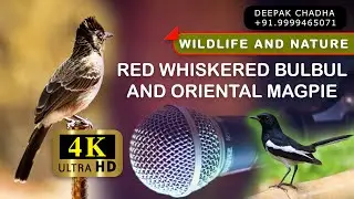 12. Oriental Magpie and Red Whiskered Bulbul Birds singing (4k - 60fps) HQ - Ultra HD