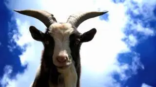 Rachel Thomas - Billy Goat