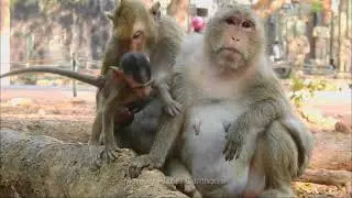 Monkey's Family Care !