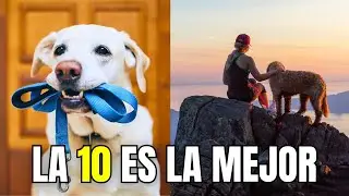 Los 10 MEJORES PLANES  para HACER con tu PERRO 🐶