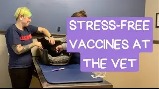 Fear Free Vet Visit for Cats | How to Reduce Stress During Vaccines