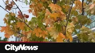 Hot and dry weather conditions causing trees to experience heat stress