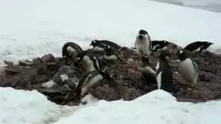 Gentoo, trying to steal stones