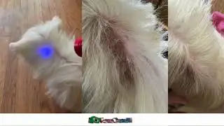 iTERACARE - Testemunhal de animais
