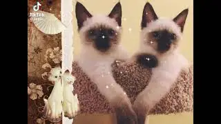 @ST4R_F&Oslash;XXEZzz  i  @vmk.Nos3 :