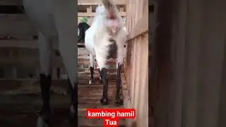 Panik gak ya⁉️Kambing Hamil Tua #pakan#kambing#hamil#shorts#shortvideo#respect