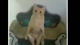 Cute nervous cat sitting on sofa Meme Template By Bangla Memes