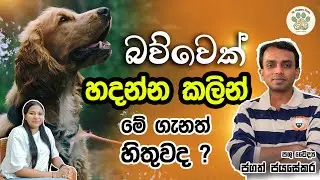 බව්වෙක් හදන්න කලින් මේ ගැනත් හිතුවද ?  | Dr. Jagath Jayasekara | Happy Pets SL
