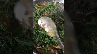 Limbu Yakthung pan lamba panaba