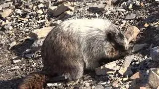 Marmot Digging for Food at Glacier National Park at Pitamakan Pass