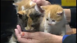 5 kittens abandoned in dumpster in Hagersville: OPP