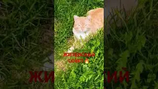 ЦЕННЫЙ ДЕВИЗ❣️#юмор #мотивацияивдохновение#vinner-online