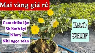 26/12🌼Mai vàng giá rẻ🌼📲0983942618 Điệp_ 9 mã số mai vàng ghép sbbl-Nhị ngọc toàn-Như ý-cam thiên lộc