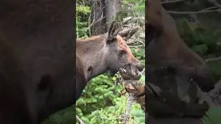 Bull Elk near Estes Park