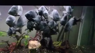 Jade Perch Enjoy Their Fruit, Veg & Pellets