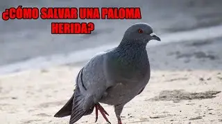 Como Cuidar a una PALOMA Herida del ALA