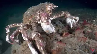 Scuba Diving at Night off La Jolla Shores, San Diego CA (4K)