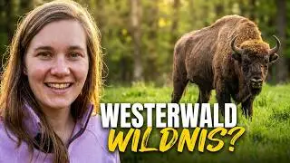 Höher geht es nicht! WesterwaldSteig Etappe 2 wandern: Von Breitscheid über die Fuchskaute nach Rehe