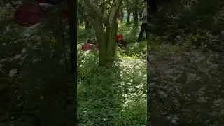 AMD R100 remote control lawnmower #lawnmower #lawnmowerrobot #grassroots #agriculture #brushcutter