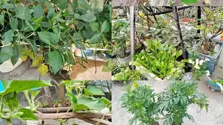  বরবটি হারভেস্ট ,আবারও দারুন মাটি তৈরি করে ফুল চারা রোপণ করলাম ।