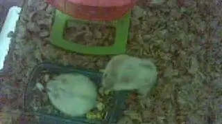Dwarf Hamsters Fighting Badly