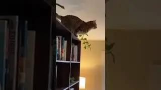 Confident Cat's MAJESTIC Jump Goes Horribly WRONG! 🐈✈️ (He Missed the Sofa!)