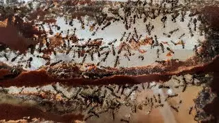 Formica rufibarbis