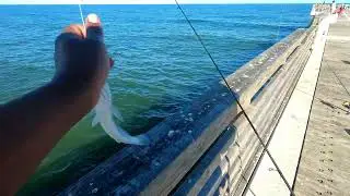 Fishing The New Jax Pier