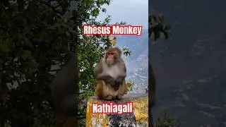 Rhesus Monkey, Nathiagali, Pakistan #wildlife #wildlifephotography #animals #monkey #pakistan #short