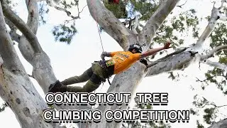 Connecticut Tree Climbing Competition