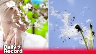 What is a pollen bomb?