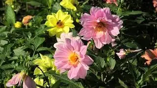 Bee Flowers Walk Park Good mood Positive #Landscape #positivevibes #spring #nature #flowers #garden