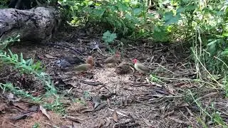 Finches and wrens in the planted Aviary