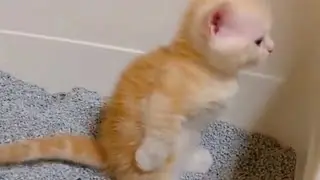 Tingkah Paling Lucu  Anak Kucing Poop 2023 - Funny Kittens Poop Real Life