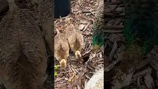 AWWWW FEEDING PEACHICKS!!!!🥹🥹🥹🥹🥹#peacock #nature #birds #wildlife #shorts #shortvideo #viral
