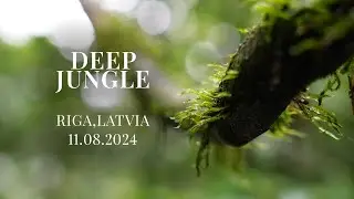 DEEP JUNGLE by AN SHIM TEA 