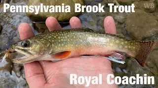 Pennsylvania Brook Trout, Royal Coachin - Wooly Bugged