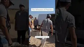 The Adventure of Pistachios with Agrolidya 🇹🇷 🌱 🌳 #pistachio #investment #agriculture #farming