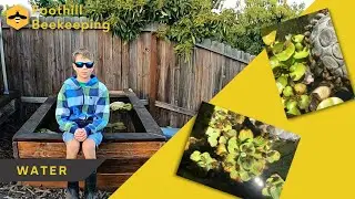 Water - Bee Basics