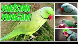 PAKİSTAN PAPAĞANI ÖZELLİKLERİ ve BAKIM BİLGİLERİ 🦜
