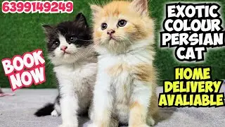 🔥EXOTIC COLOR PAIR TRIPLE COAT &bull; PERSIAN CAT &bull; HOME DELIVERY AVALIABLE ❤️ #cat #pets #persiancat 
