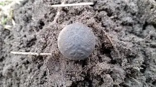 Digging buttons and paradoxes. Search metal detector 2015.Minelab Safari