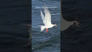 Forster's Tern emerges from a plunge-dive clutching a fish in its beak #predator #diving