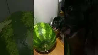 Papillon and watermelon #doglover #papillon #papillondog #papillons #pets #phalene #papillons