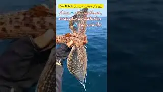 Sea Robbin🐟 #fish #nature #naturefacts #amazing #shorts