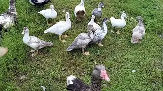 Humans Try To 